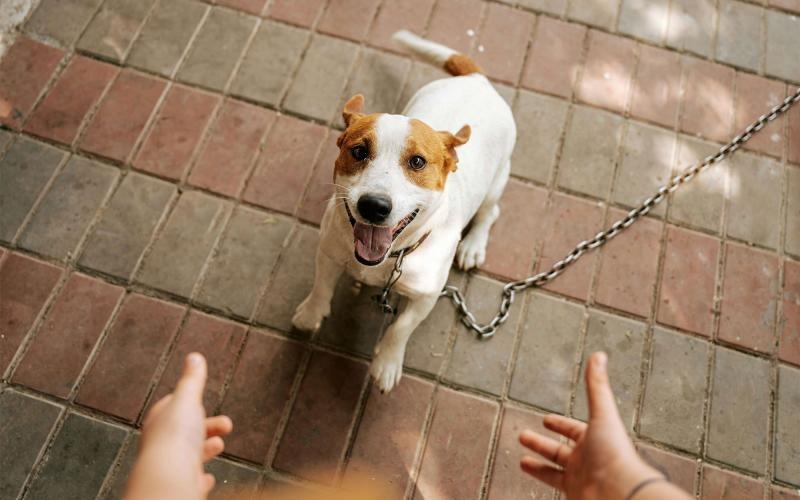 a dog on a leash being walked by a person